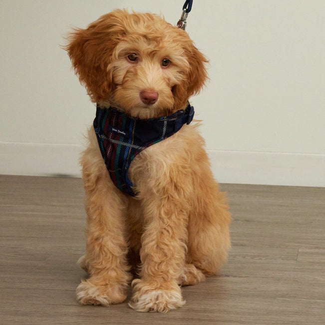 Pet Harness-Tennis Ball Dots-Image 5-Vera Bradley