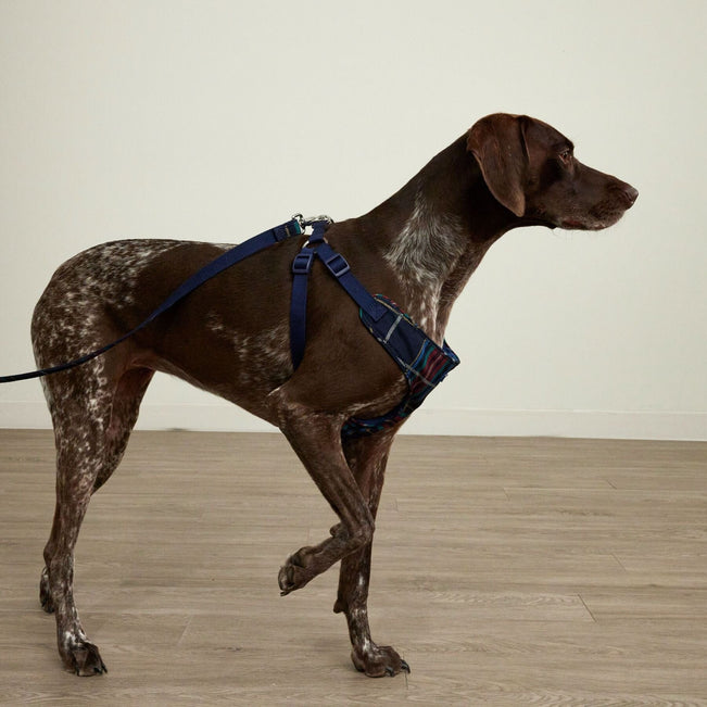 Pet Harness-Tennis Ball Dots-Image 6-Vera Bradley
