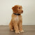 Pet Collar-Tennis Ball Dots-Image 3-Vera Bradley