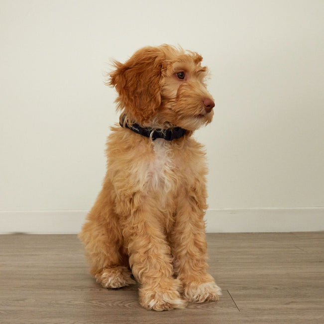 Pet Collar-Tennis Ball Dots-Image 3-Vera Bradley