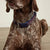 Pet Collar-Tennis Ball Dots-Image 4-Vera Bradley