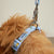 Pet Collar-Sunflower Sky-Image 2-Vera Bradley