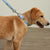 Pet Leash-Tennis Ball Dots-Image 1-Vera Bradley
