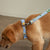 Pet Leash-Sunflower Sky-Image 1-Vera Bradley